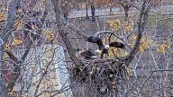 EagleCam season begins, live stream is up