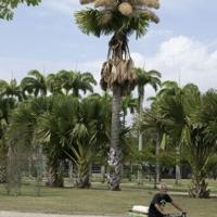 'In her prime': Rare blooming of palm trees in Rio