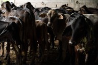 México pierde 700 mdd por bloqueo sanitario de Estados Unidos