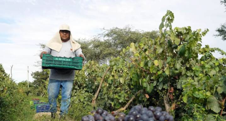 Del desierto peruano al mundo: el ascenso de la uva en dos décadas