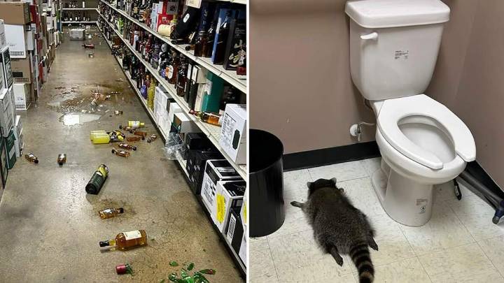 Racoon Goes On Drunken Rampage In Liquor Store, Passes Out In Bathroom