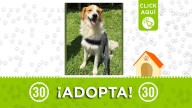 ¡Adóptame! Perrito encontrado en la Loma de Los Bernal busca un nuevo hogar