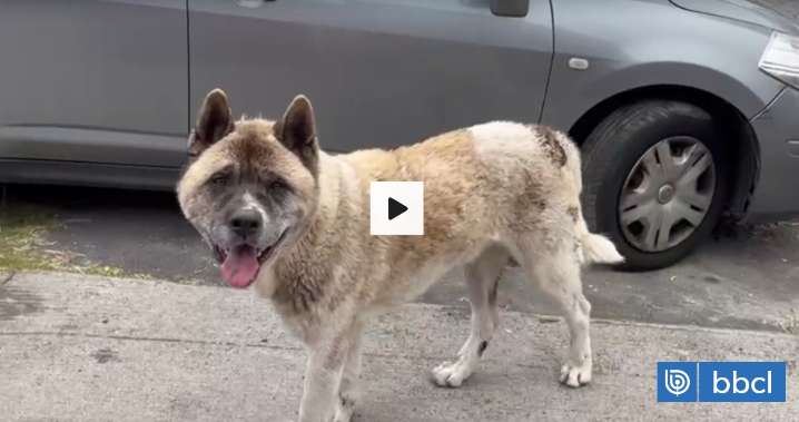 Hombre resulta con graves fracturas tras ser mordido por perro Akita en San Pedro de la Paz