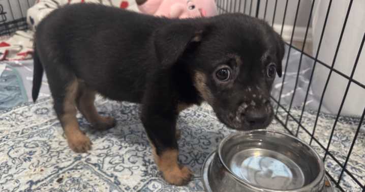 Dog suffering from 'puppy strangles' is one reason to give to HSPPR in Colorado