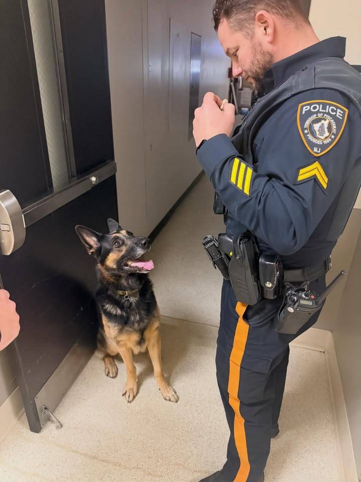 Lost German shepherd safely reunited with owner in Piscataway