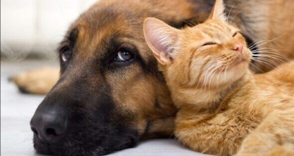 Intensifican controles de tenencia responsable de mascotas