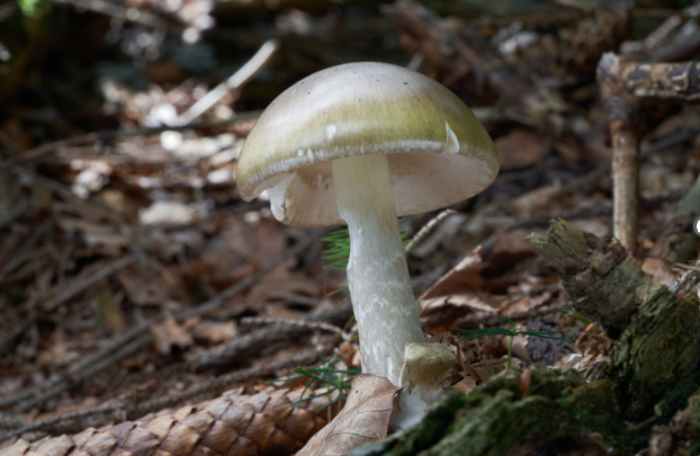 California officials warn against foraging wild mushrooms after deadly poisoning outbreak