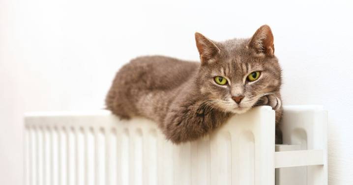 Cat owner says smell 'punches you in the face' as they share frustration