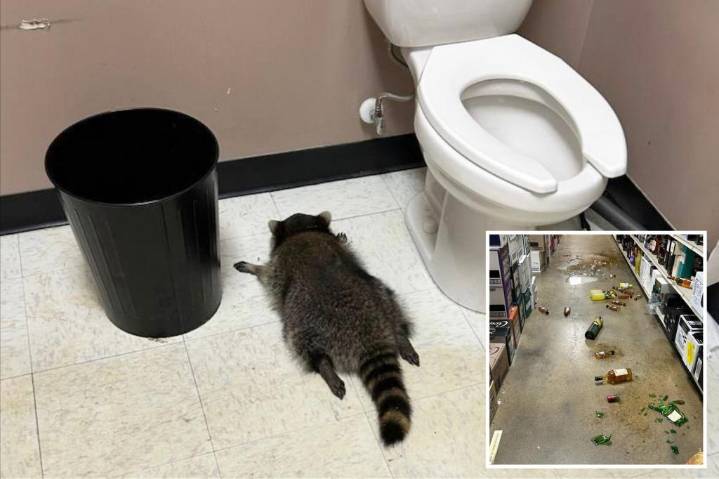 Viral drunk raccoon is serial break-in artist who struck at least three buildings