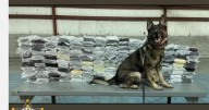 Drug-sniffing dog helps intercept nearly 400-pound cocaine haul in Michigan