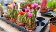 Glued Flowers Are Showing Up On Succulents: Here's Why You Should Avoid Them