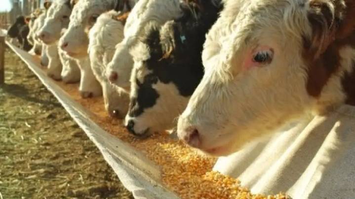 Crisis ganadera: “Hay un problema de falta de oferta por malas políticas tomadas hace tiempo que redujeron el stock vacuno fuertemente”