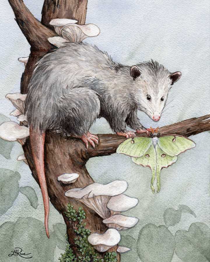 Carnegie Hall’s Lobby Gallery Features Lucinda Rowe