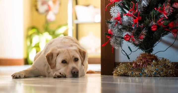 4 signs Xmas is leaving your dog 'stressed' and what to do about it