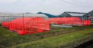 Redes agrícolas rojas: El innovador método japonés que disminuye hasta 50% el uso de pesticidas en cultivos
