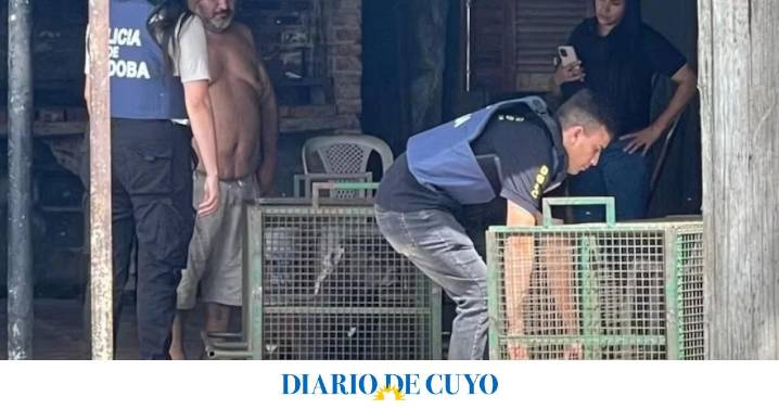 Brutal ataque de tres perros pitbull a un niño de 9 años: le mordieron la cabeza y está grave