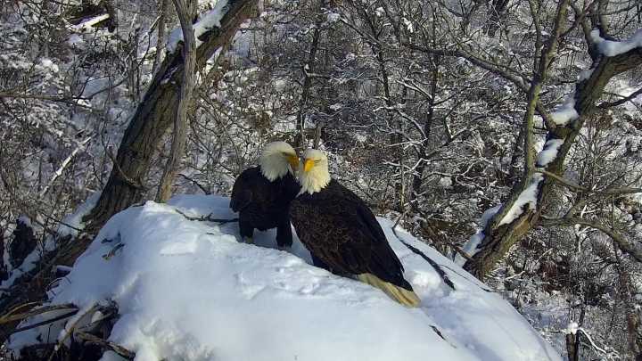 DNR EagleCam launches new season