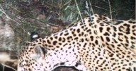 New jaguar spotted in southern Arizona