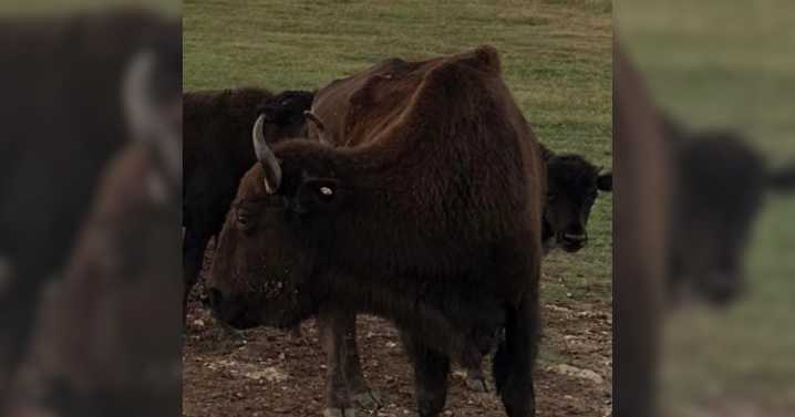 Bison found shot, beheaded in Cooke County; reward offered