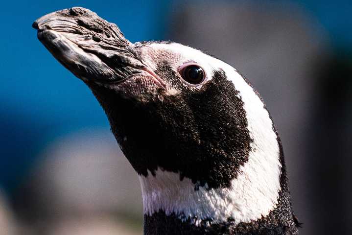 John Ball Zoo’s annual ‘Penguin Palooza,’ ensures colony’s clean bill of health