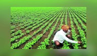 Ranchi’s ICAR-Research Complex says farmers benefitting from its two soybean, snow pea varieties
