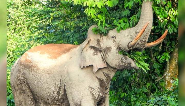 Forest Official Conducting Tiger Census Trampled To Death In Kerala