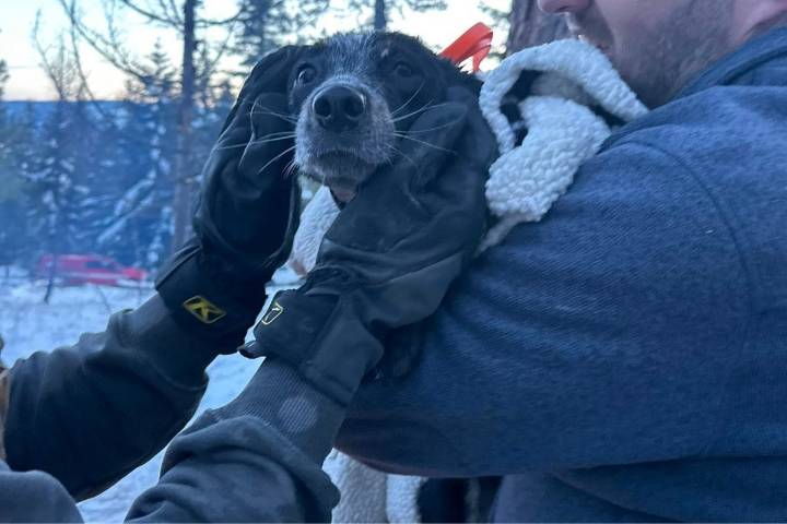Dog Saved After Seven Hours in Frozen Crevasse
