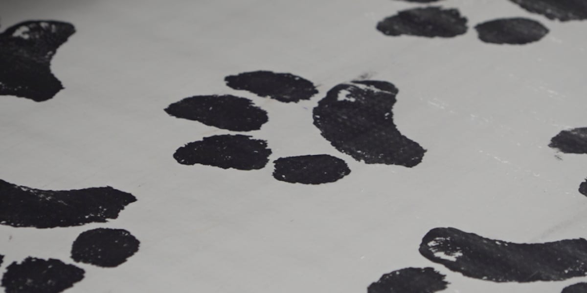 Brookings Regional Humane Society takes in dogs related to animal cruelty case