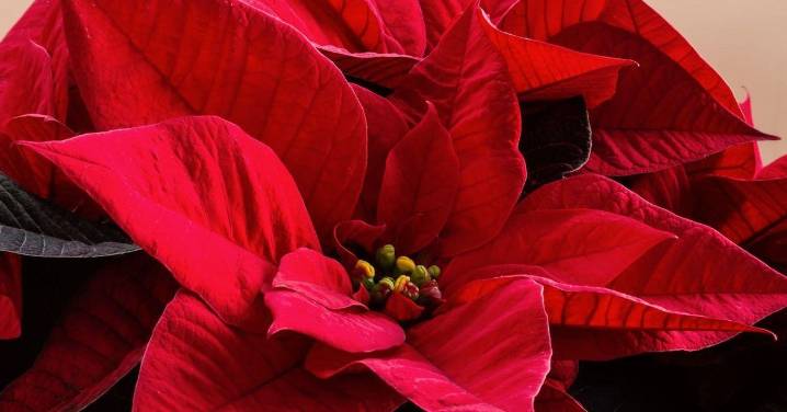 Cómo mantener los pascueros más allá de la Navidad de Málaga: "Una planta para quienes quieran introducirse en la jardinería"