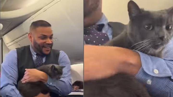 Un gato se roba el show en un vuelo de Southwest y s e vuelve viral