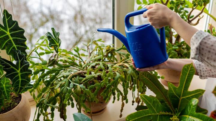 Can you water your houseplants with dehumidifier water? We asked the experts