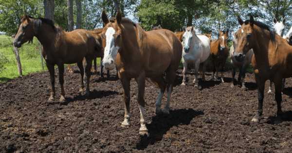 Cinco caballos aparecieron de la peor manera en Salta: sospechan de un productor