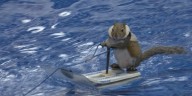 World-famous, water-skiing squirrel teaches ice safety