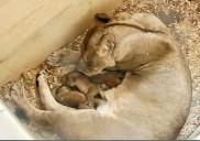 Detroit Zoo lioness gives birth to 3 healthy cubs