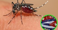 Repunte de casos de chikungunya podrían provocar una ‘tormenta inmunológica’ en Cuba; ¿qué es y qué riesgos hay?