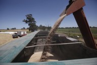 La baja del precio del trigo obliga a decidir por una estrategia especial para la comercialización