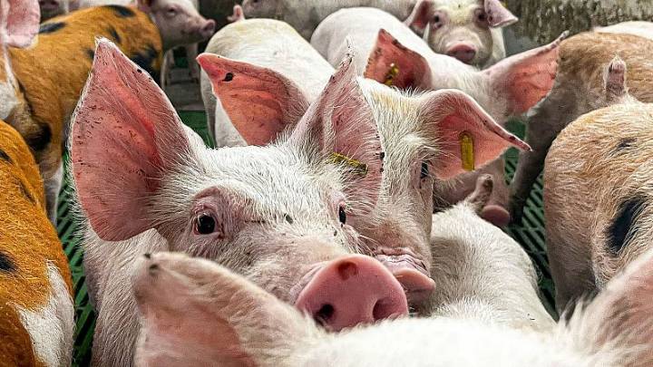 La peste porcina, un virus sin vacuna y muy transmisible entre animales