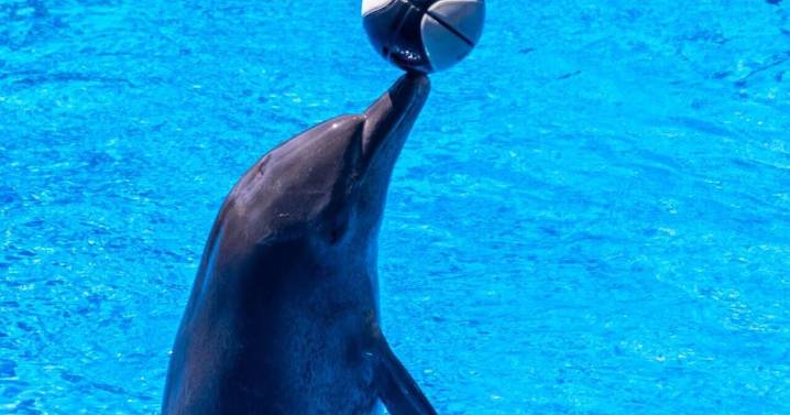 Scientists discover dolphins ‘speak’ more when learning new skills