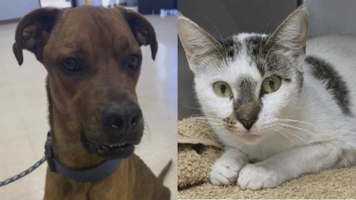 Perfect Pet: Meet Scooby-Doo and Leaf!