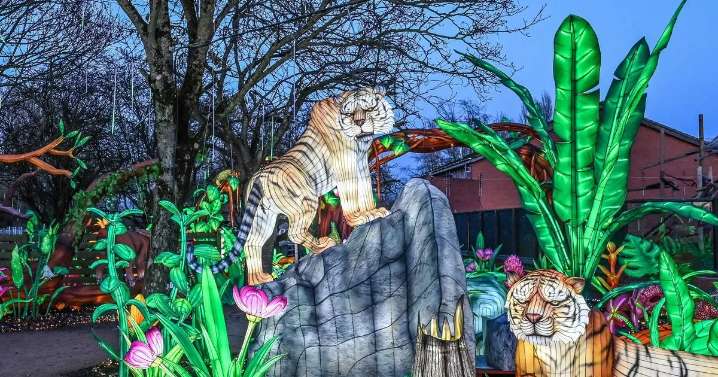 Twycross Zoo has one of the UK's biggest Christmas lights trails