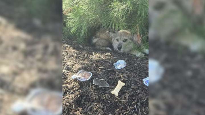 California Rescuer Tracks A Hidden Pup On A Lonely Hill And Uncovers A Life
