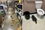 Raccoon Breaks Into Store and Trashes It in ‘Liquor Fueled Rampage’