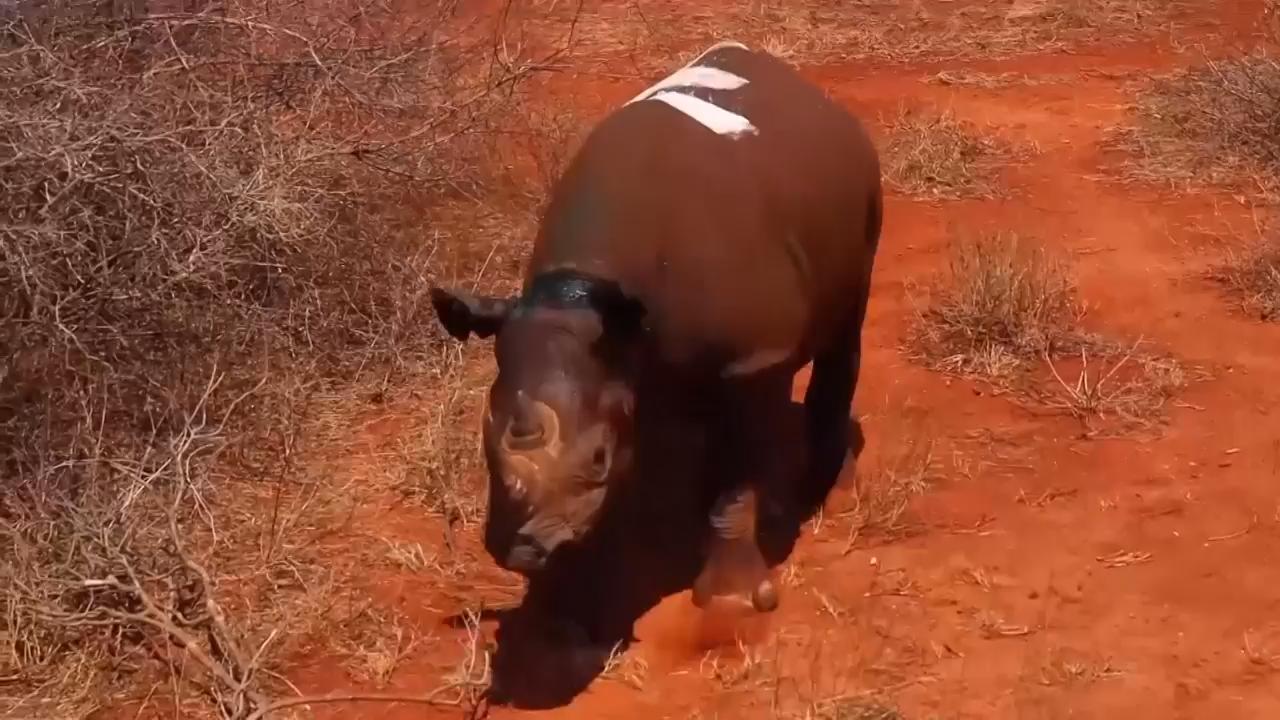 Kenya sanctuary launches new program to boost Rhino population