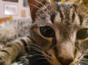 My Favorite Cat Is a Sociopath