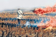 MP records higher stubble burning than 5 states