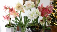 How To Force Amaryllis Flower To Bloom In The Winter