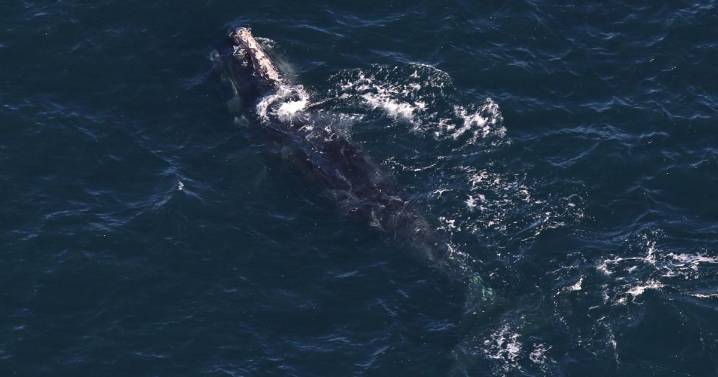 Scientists: Right whale spotted off Boston traveled 3K miles