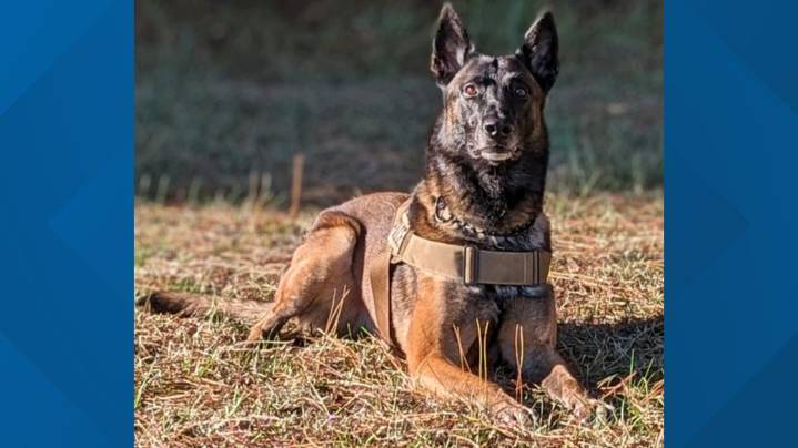 Lumberton police mourn the unexpected loss of beloved K-9 Ayton, a 'loyal partner' and community hero