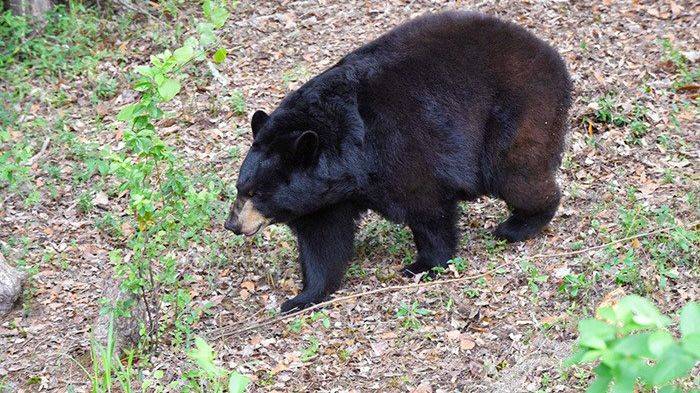 Florida bear hunt returns after a decade