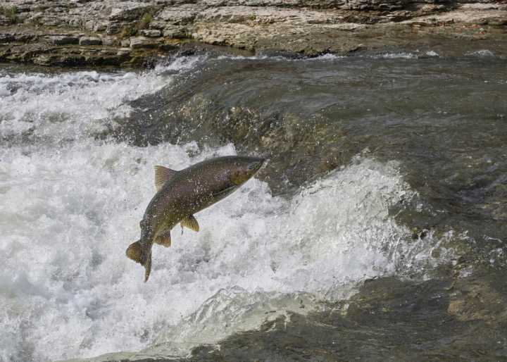 NOAA’s denial of endangered status for salmon sparks talk of legal challenge